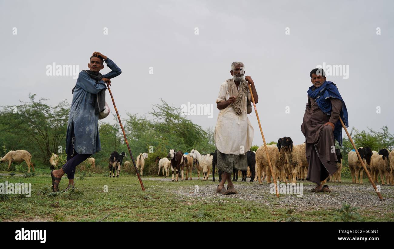 Immagine ad alta risoluzione: Allevamento di pastore #rajasthansheep, #indianshepherd, #thar desertsheep, #rajasthanlandscape, #ruralindia, Foto Stock