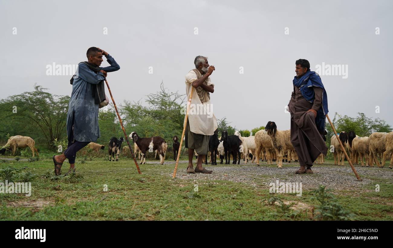 Immagine ad alta risoluzione: Allevamento di pastore #rajasthansheep, #indianshepherd, #thar desertsheep, #rajasthanlandscape, #ruralindia, Foto Stock