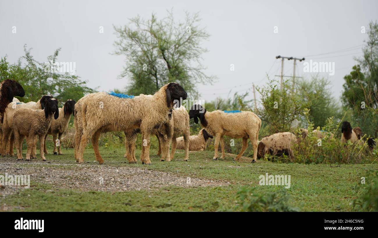 Immagine ad alta risoluzione: Allevamento di pastore #rajasthansheep, #indianshepherd, #thar desertsheep, #rajasthanlandscape, #ruralindia, Foto Stock