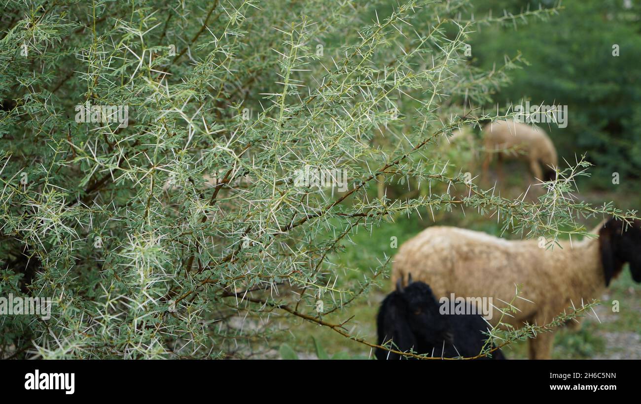 Immagine ad alta risoluzione: Allevamento di pastore #rajasthansheep, #indianshepherd, #thar desertsheep, #rajasthanlandscape, #ruralindia, Foto Stock
