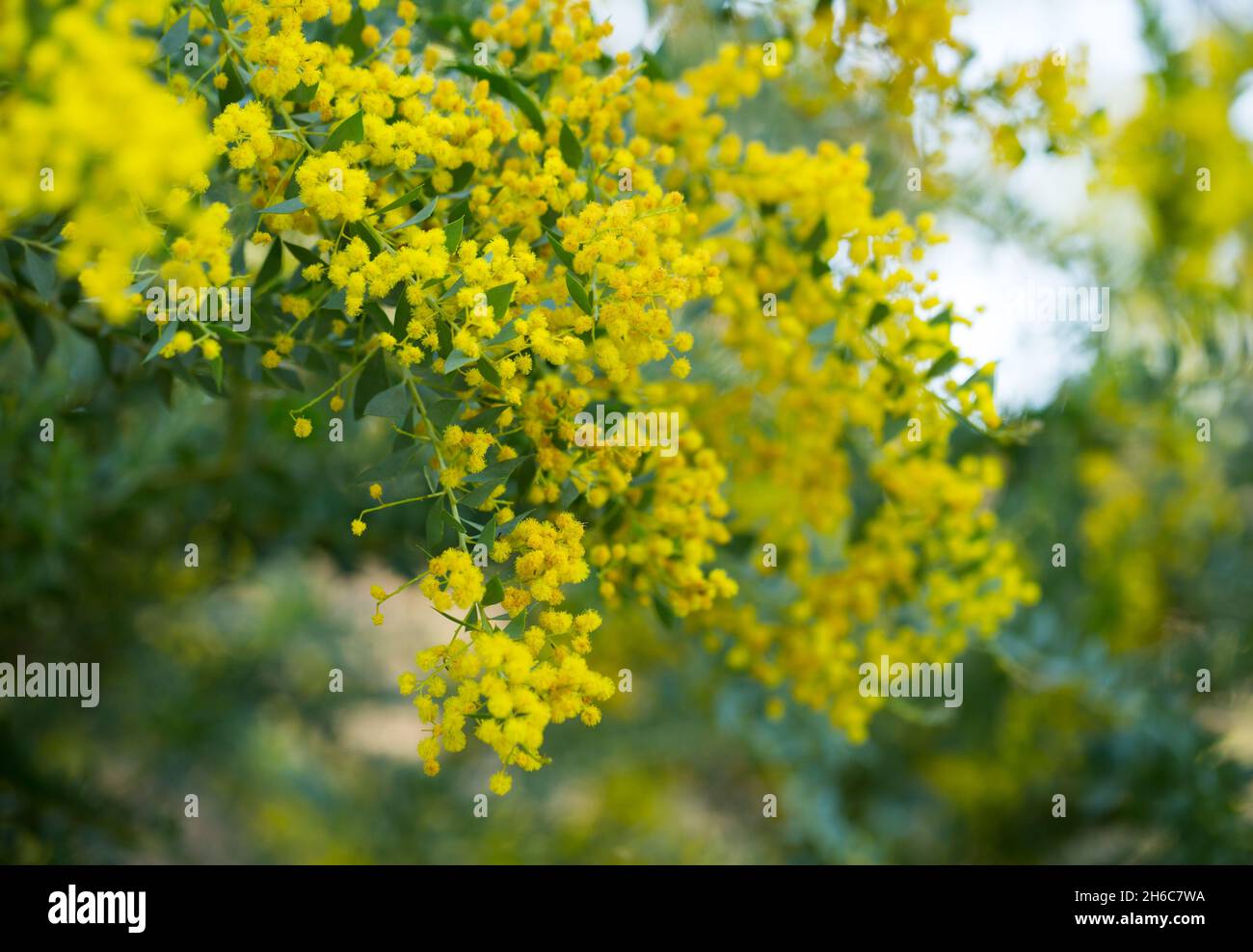 Australian acacia cultriformis luminose fiori gialli Foto Stock