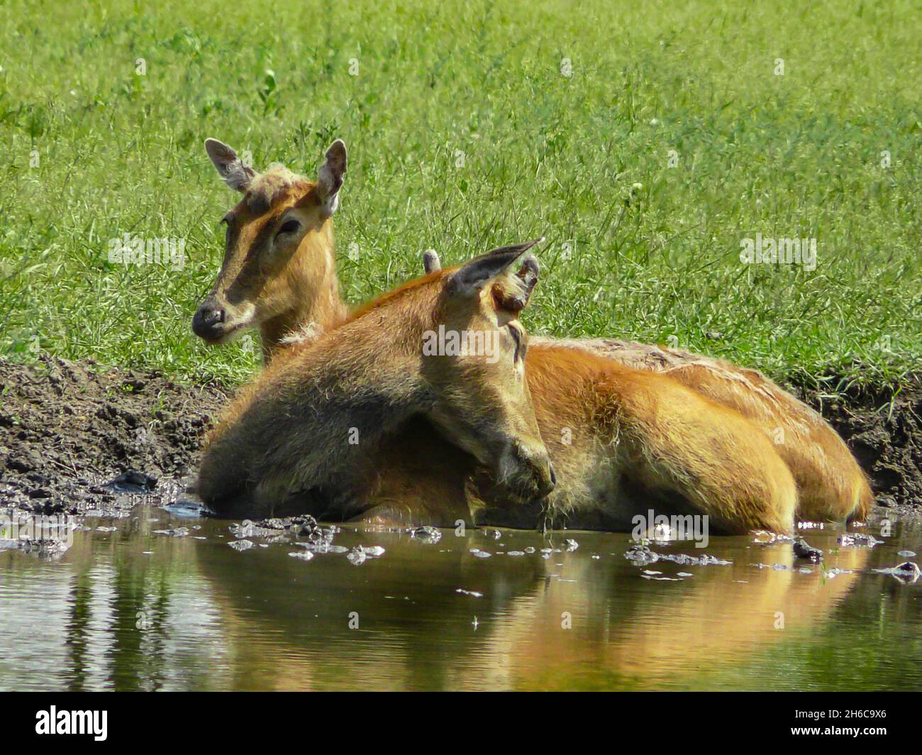 Storia dell'amore, animali Foto Stock