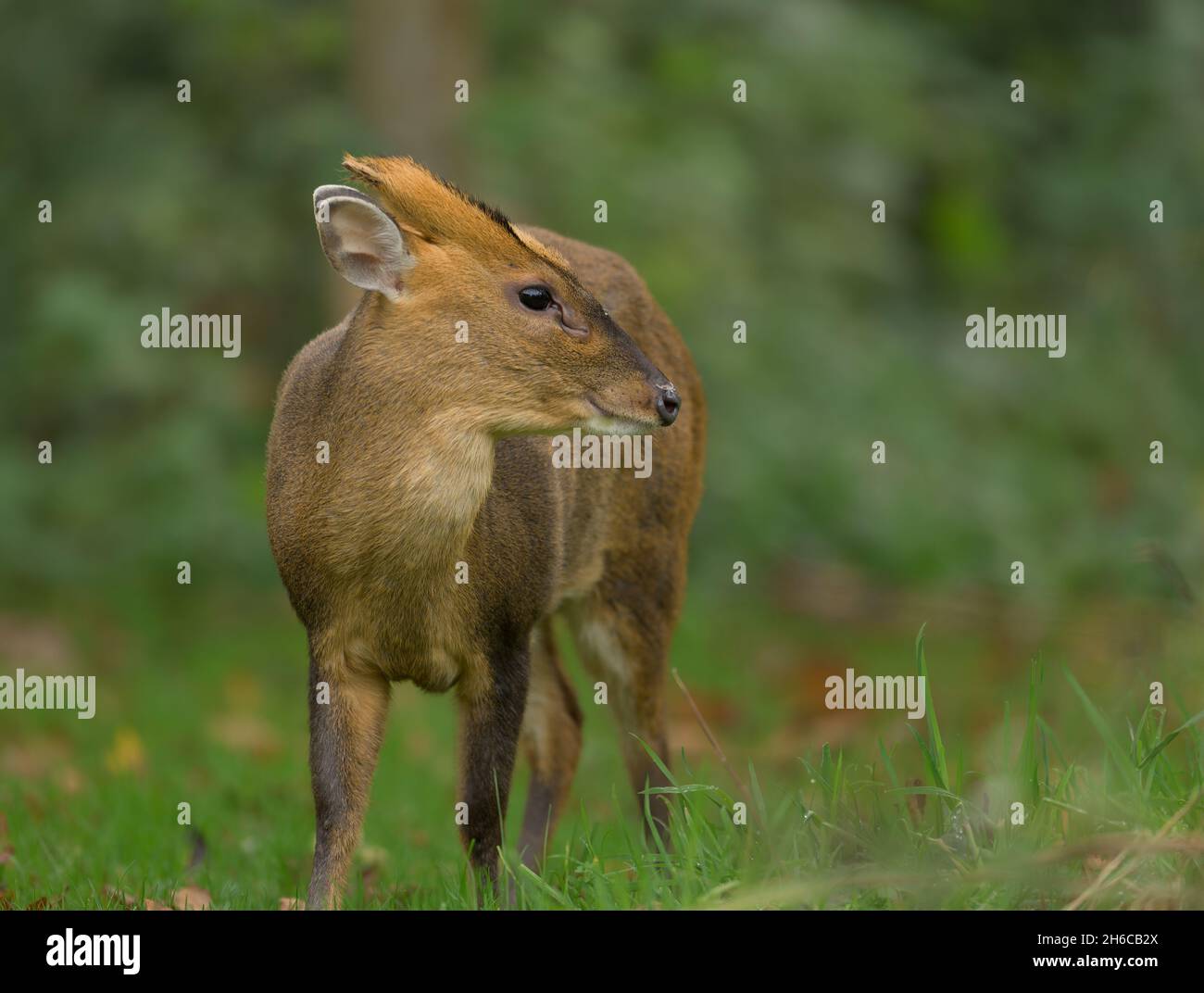 Reeves muntjac Muntiacus reevesi in un giardino del Norfolk del Nord durante l'autunno. Foto Stock