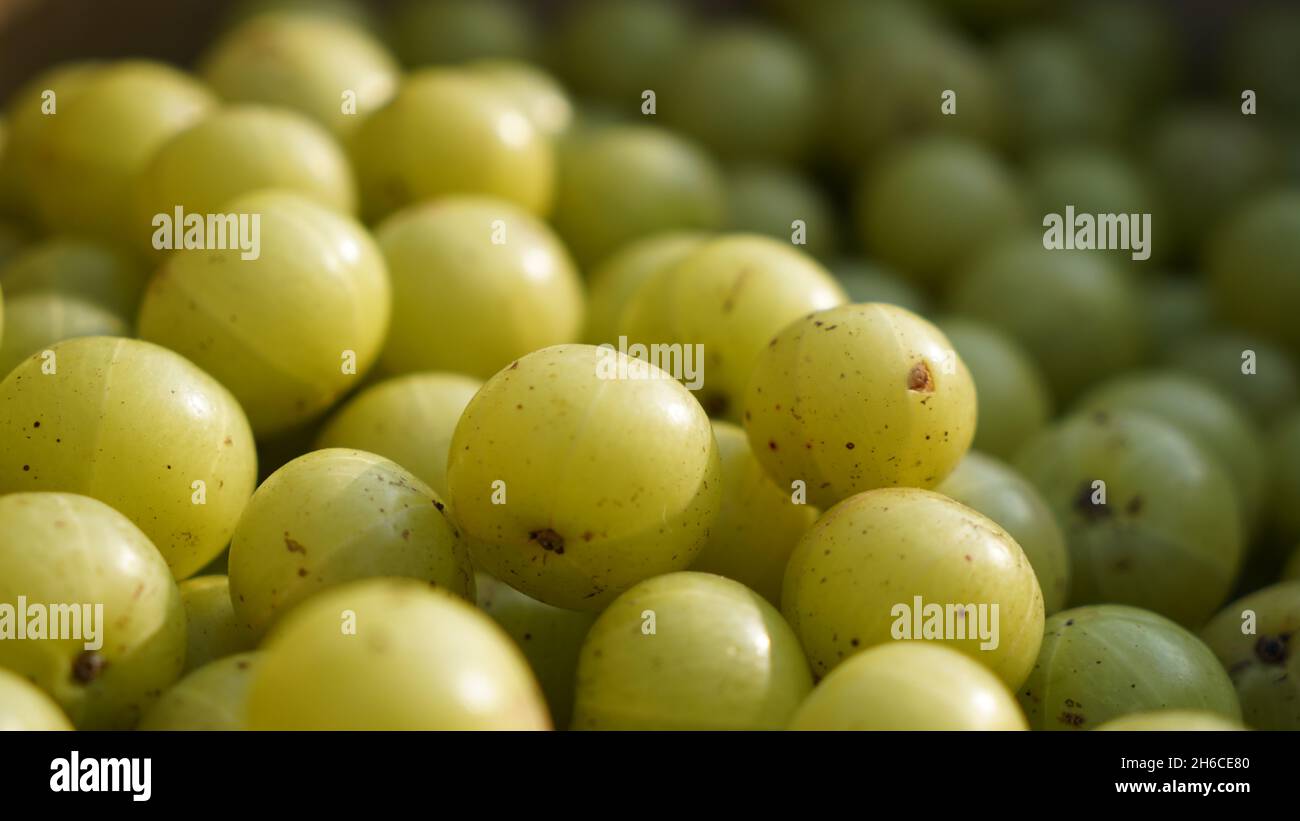 Questa immagine ad alta risoluzione mostra il processo di Amla (Phyllanthus emblica), un prezioso frutto ayurvedico, dalla raccolta alla lavorazione. Il cappuccio dell'immagine Foto Stock