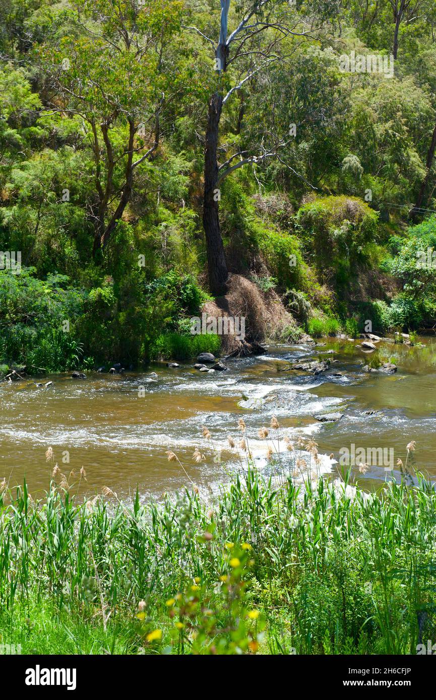 Più trappole di pesci aborigene, costruite con rocce nel fiume Yarra a Warrantyte in Victoria, Australia. Principalmente destinati a catturare anguille. Foto Stock