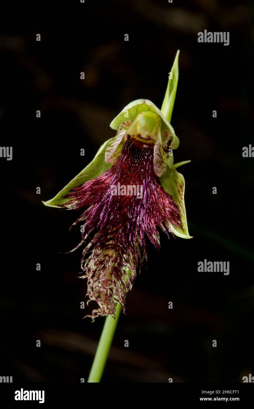 Un'orchidee Robertsonii (Calochillus Robertsonii) che mostra la sua barba viola alla riserva di Baluk Willam a Belgrave South, Victoria, Australia. Foto Stock