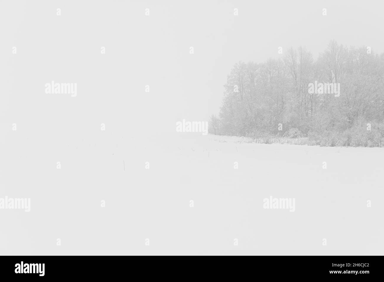 Neve paesaggio invernale. Sfondo bianco minimalista di Natale. Alberi rigati di neve. Il concetto di fiaba invernale, magia, elementi. Nero Foto Stock