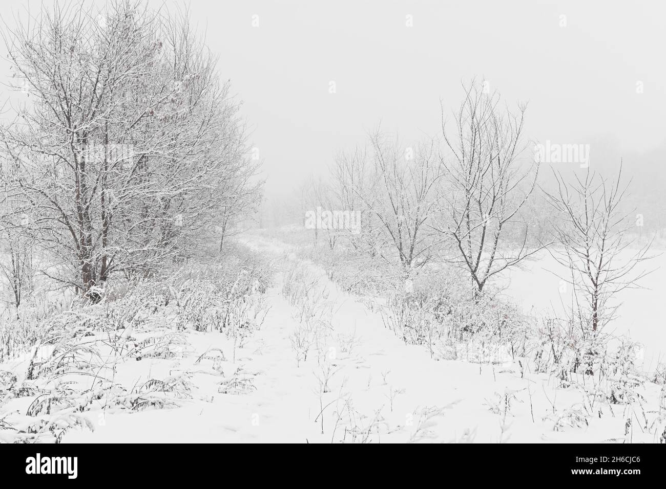 Neve paesaggio invernale. Sfondo bianco minimalista di Natale. Alberi rigati di neve. Il concetto di fiaba invernale, magia, elementi. Nero Foto Stock