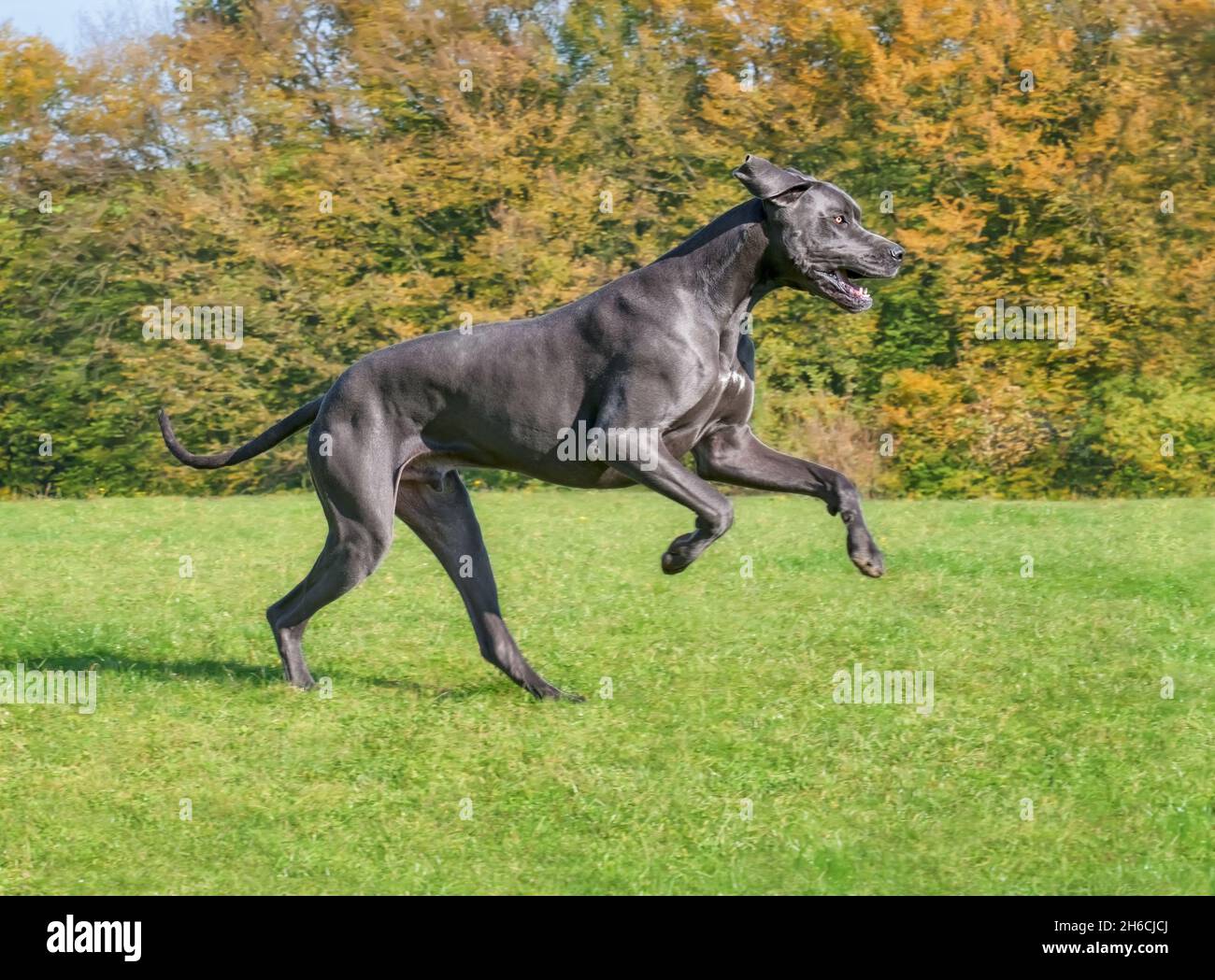 Blue Great Dane, una delle razze di cani più grandi, maschile, che corre giocosamente e potente attraverso un prato verde erba con alberi colorati in autunno Foto Stock