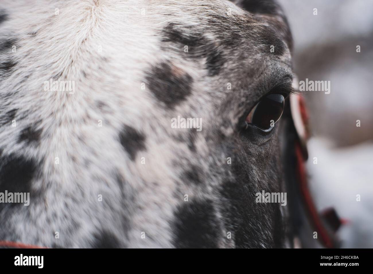 Occhio di un cavallo in purrebred dalmata primo piano Foto Stock