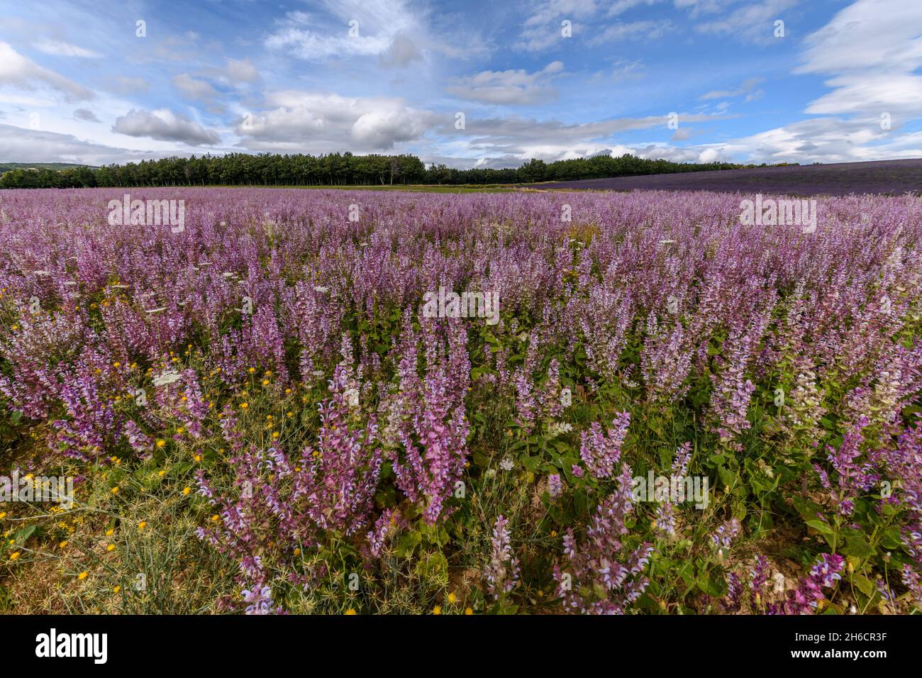 Campi di salvia (Salvia sclarea), piante profumate coltivate in Provenza. Francia, Europa. Foto Stock