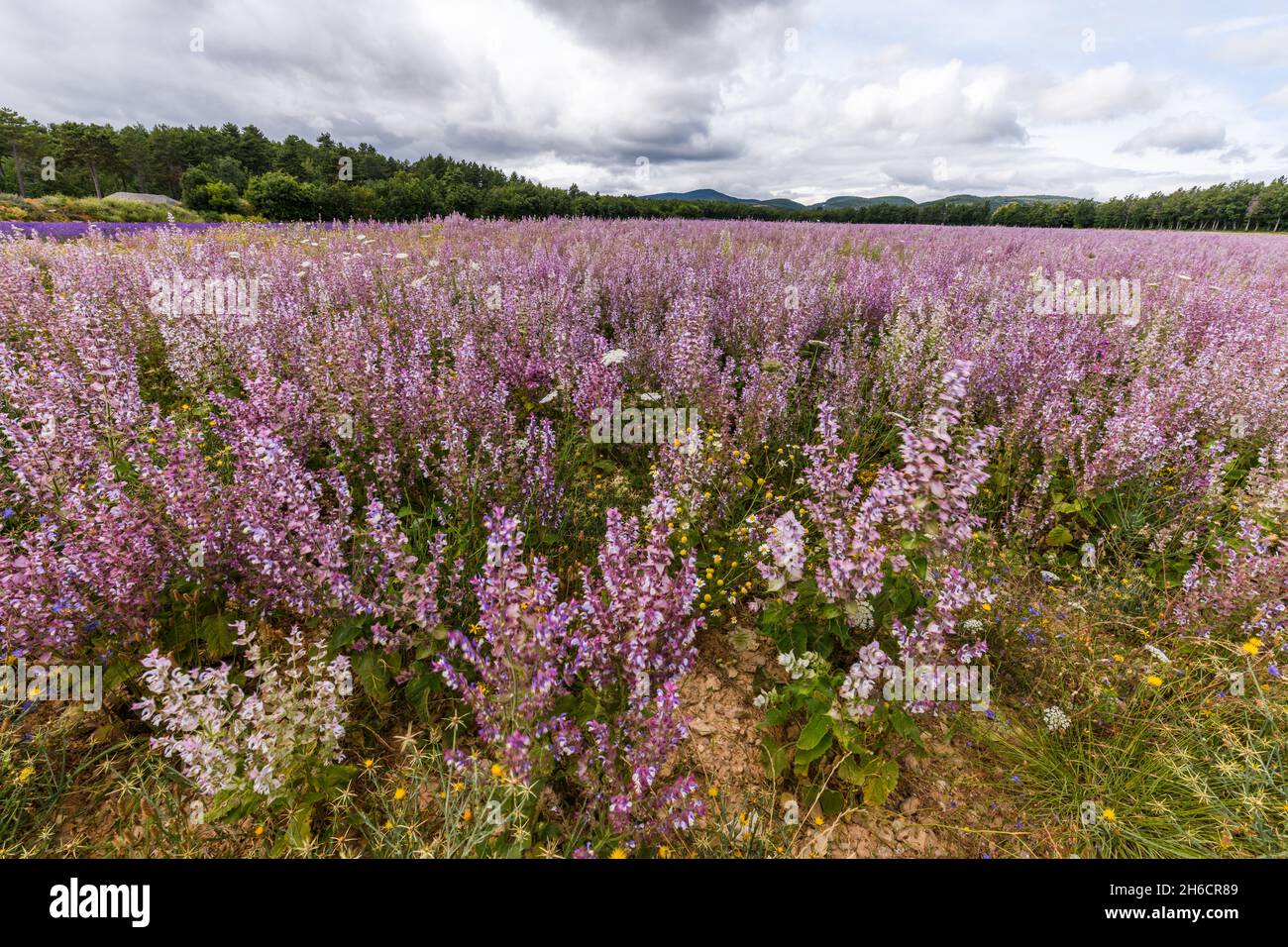 Campi di salvia (Salvia sclarea), piante profumate coltivate in Provenza. Francia, Europa. Foto Stock