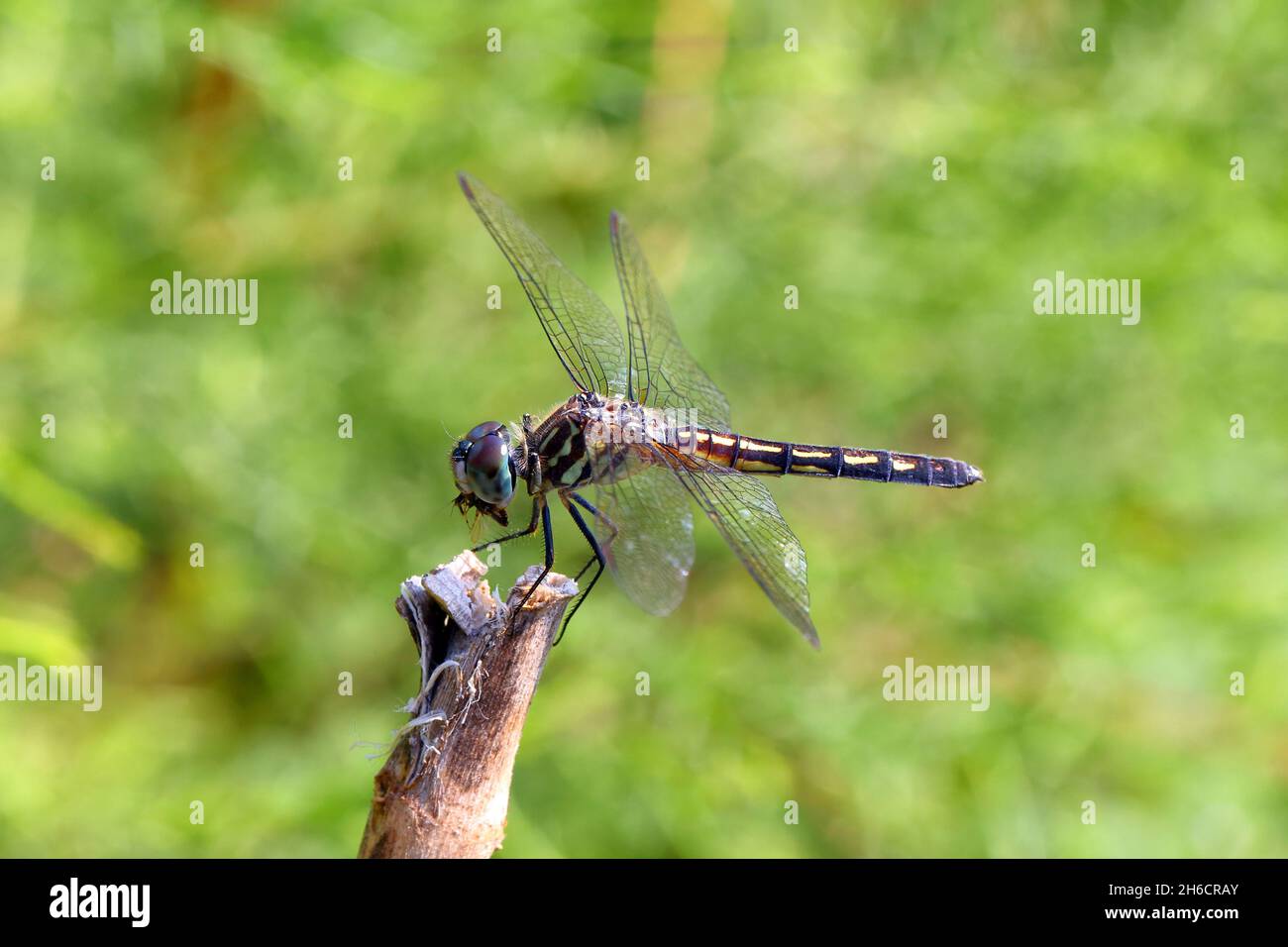 Un maschio Blue Dasher libellula (Pachydiplax longipennis) con un'ape catturata nei suoi mandiboli. I trattini blu fanno parte della famiglia Libellulidae di skimmer drag Foto Stock
