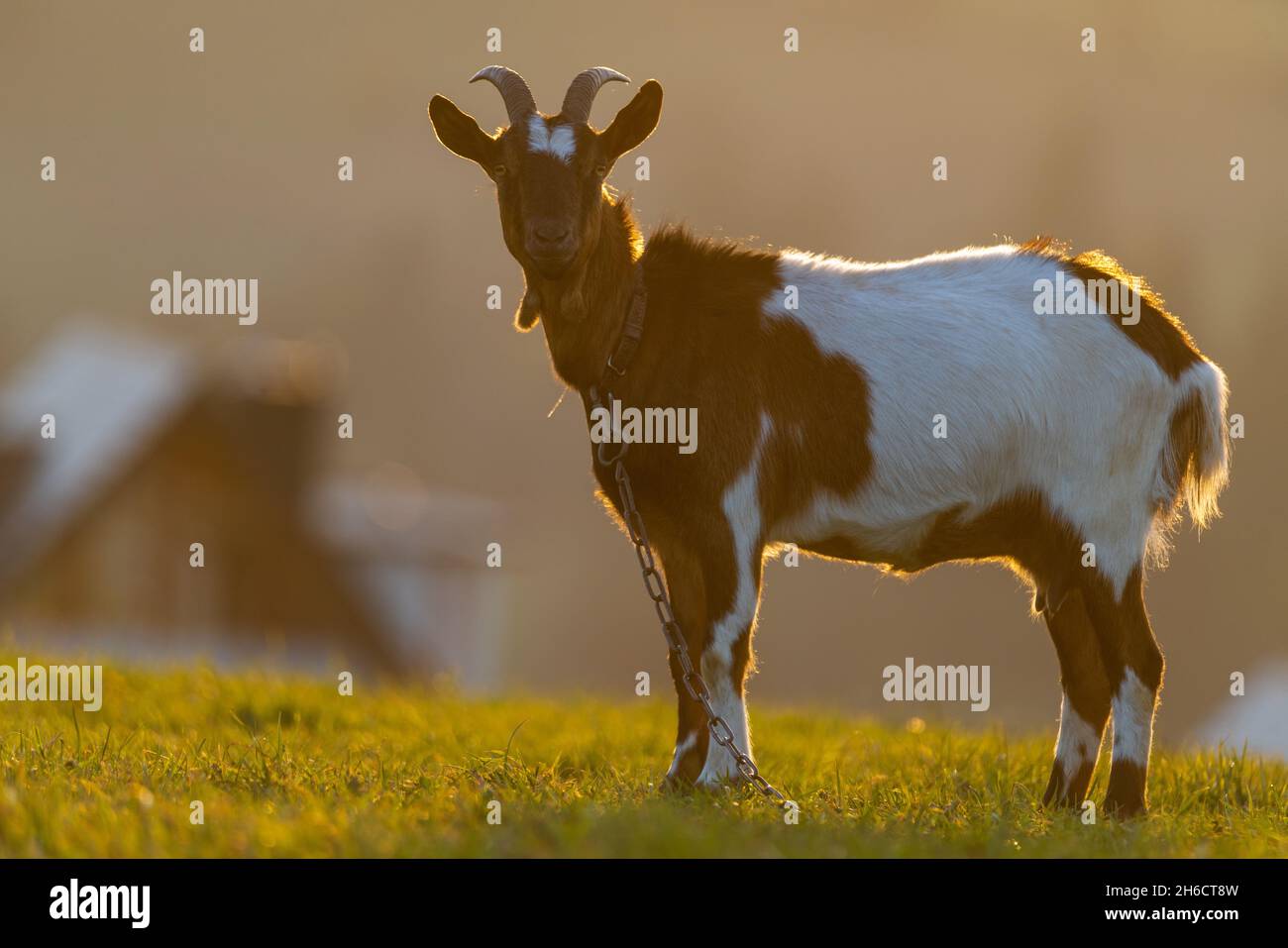 Capra sul prato alla luce del sole che tramonta Foto Stock