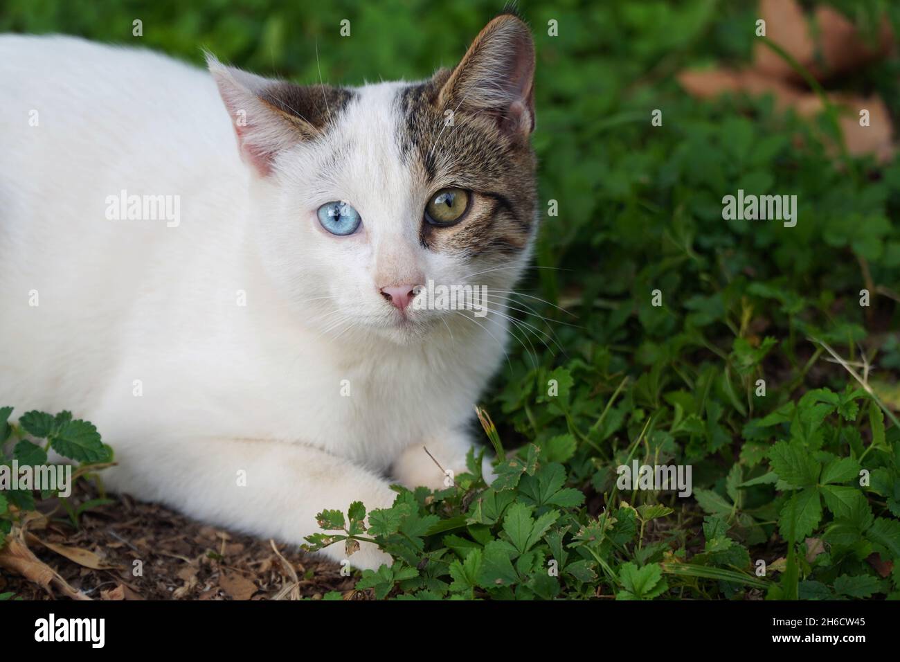 gatto con occhi di colori diversi Foto Stock
