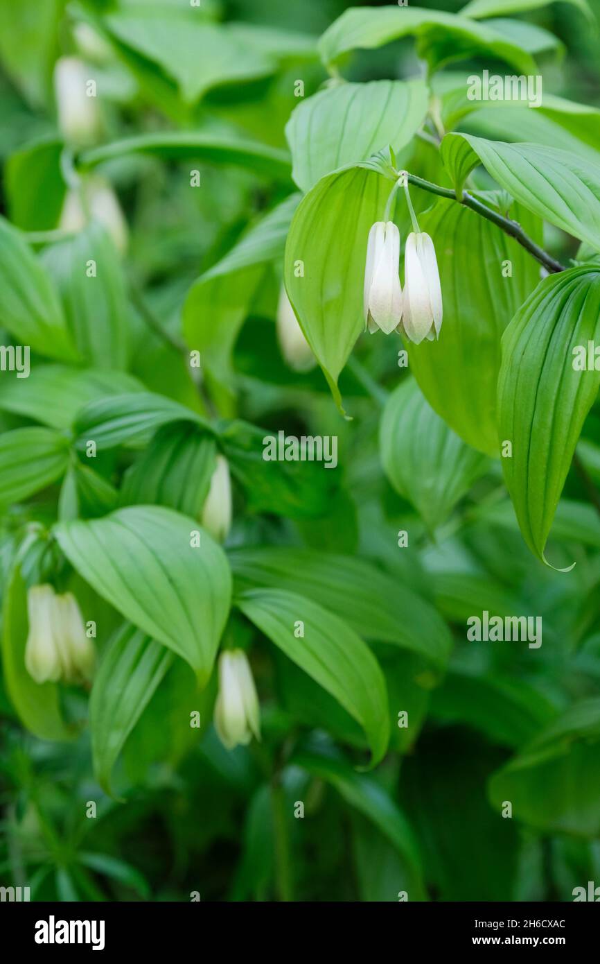 Disporum sesile macrophyllum. Campanulate fiori bianchi-verdi su steli verdi Foto Stock