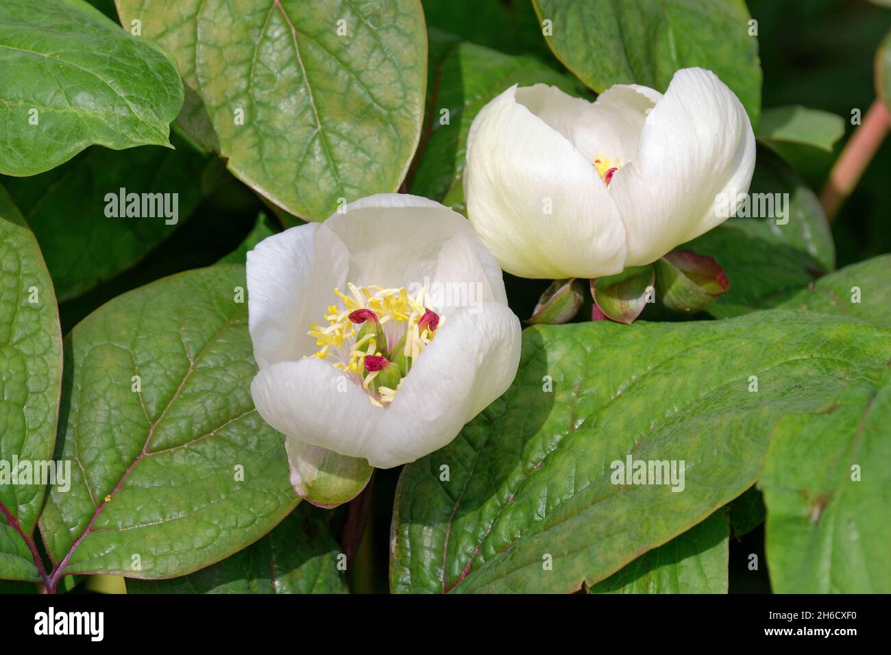 Paeonia obovata varietà 'Alba', peonia 'Alba', obovato bianco peonia. Foto Stock