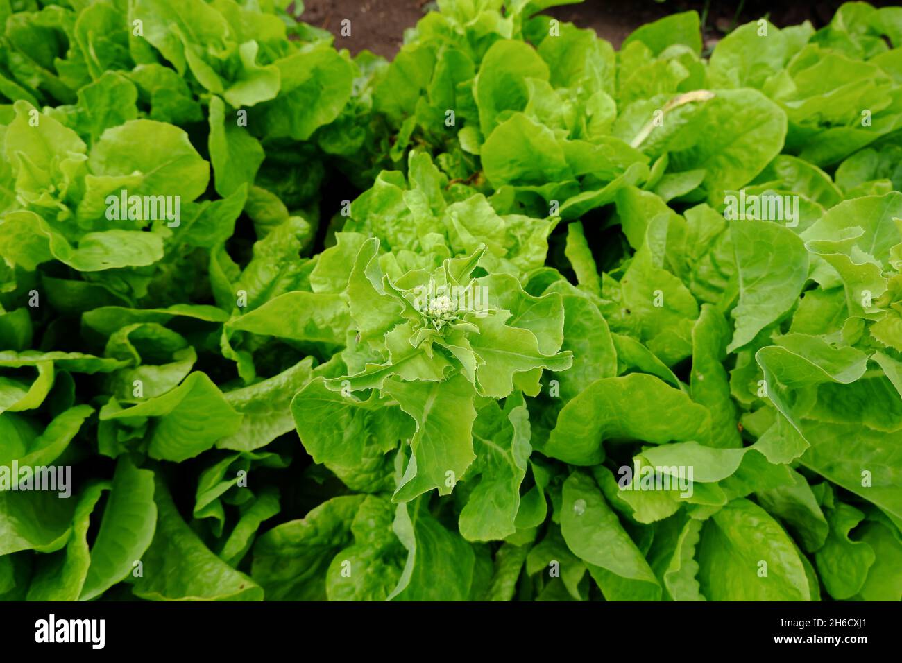 Infiorescenza della lattuga verde. Foglie delicate di una pianta vitaminica. Foto Stock