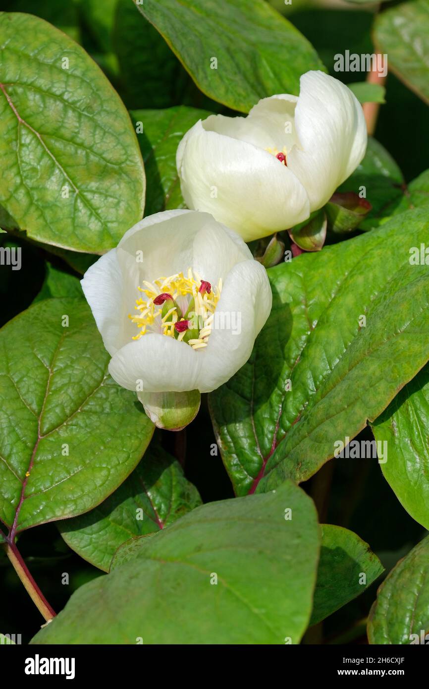 Paeonia obovata varietà 'Alba', peonia 'Alba', obovato bianco peonia. Foto Stock