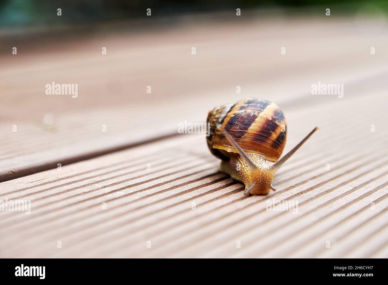 Lumaca marrone che strisciare sulla strada. Vita piccola e animali Foto Stock