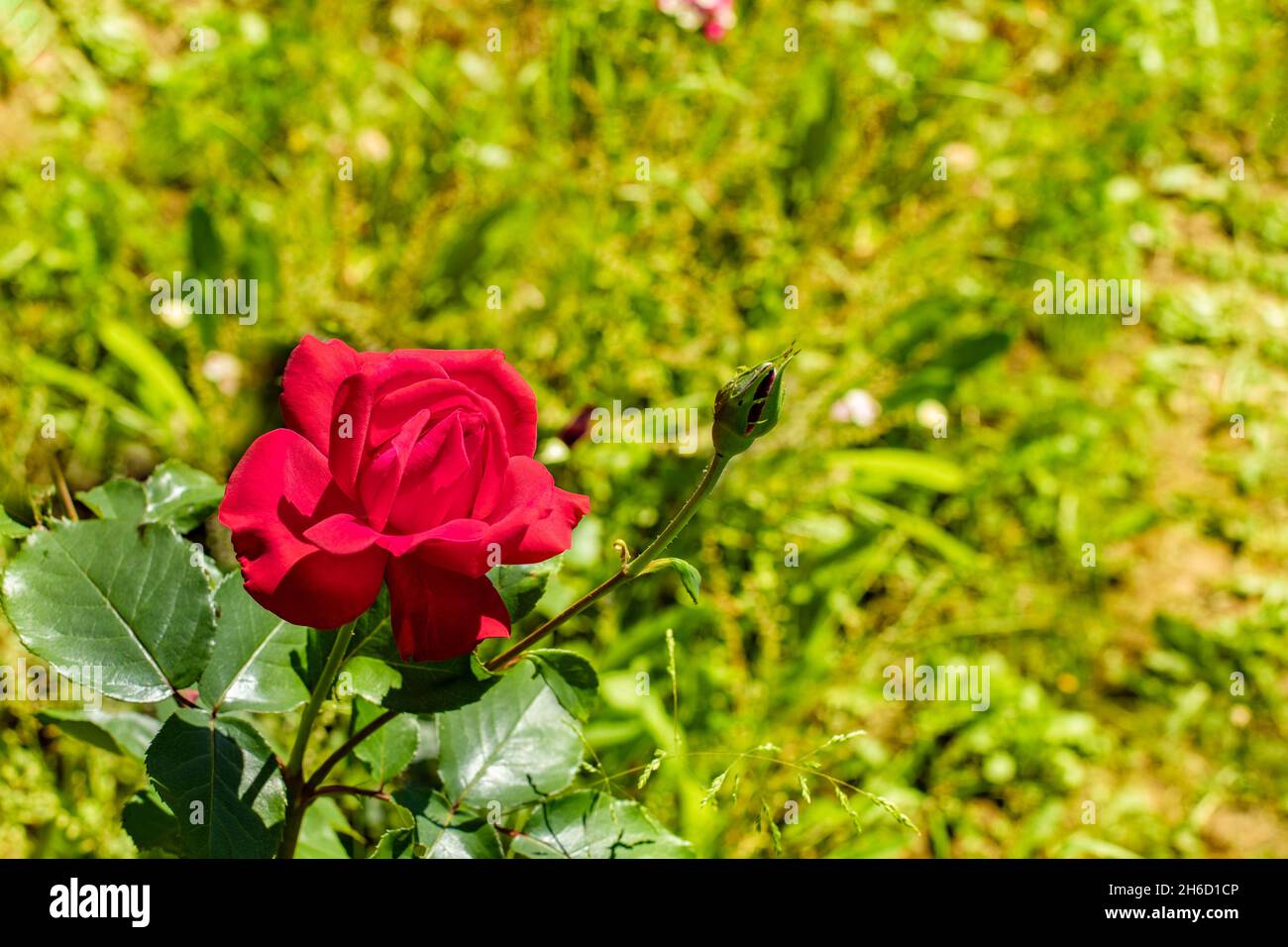 Scarlatto rosso rosa su sfondo verde naturale primo piano. Fiore aperto rosa,  simbolo di amore. Fotografia orizzontale per il design Foto stock - Alamy
