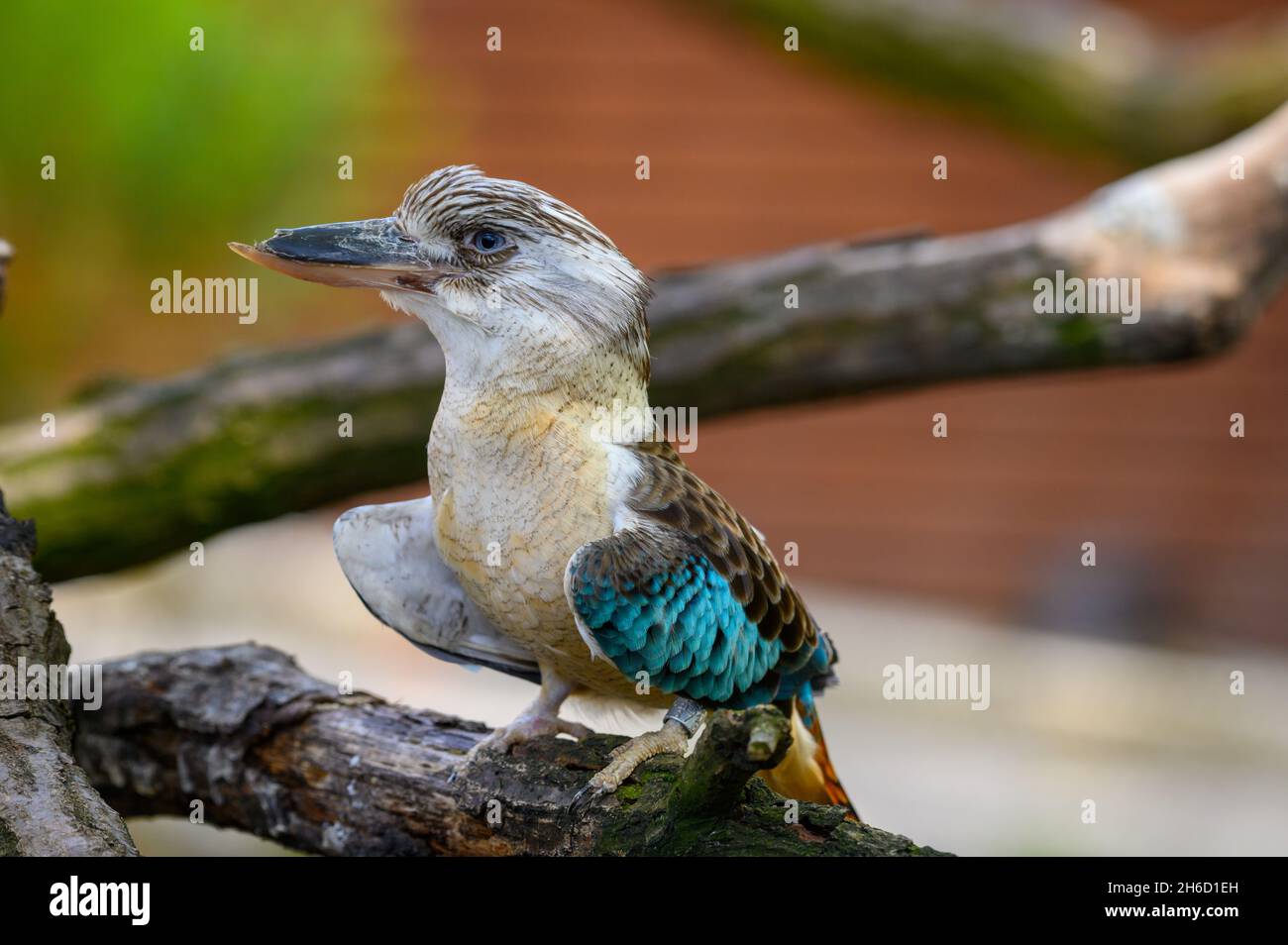 Ritratto di kookaburra alato blu conosciuto anche come Dacelo leachii Foto Stock