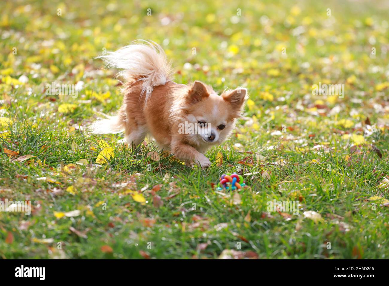 Lungo capelli Chihuahua cane ritratto esterno Foto Stock