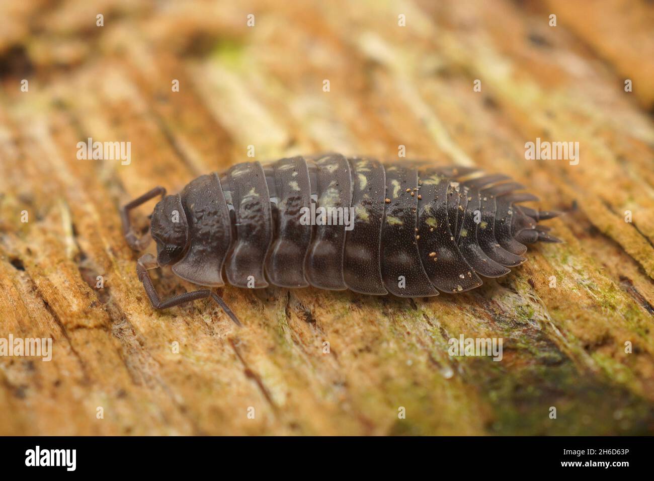 Primo piano su un comune woodlouse lucido, Osnicus assellus Foto Stock