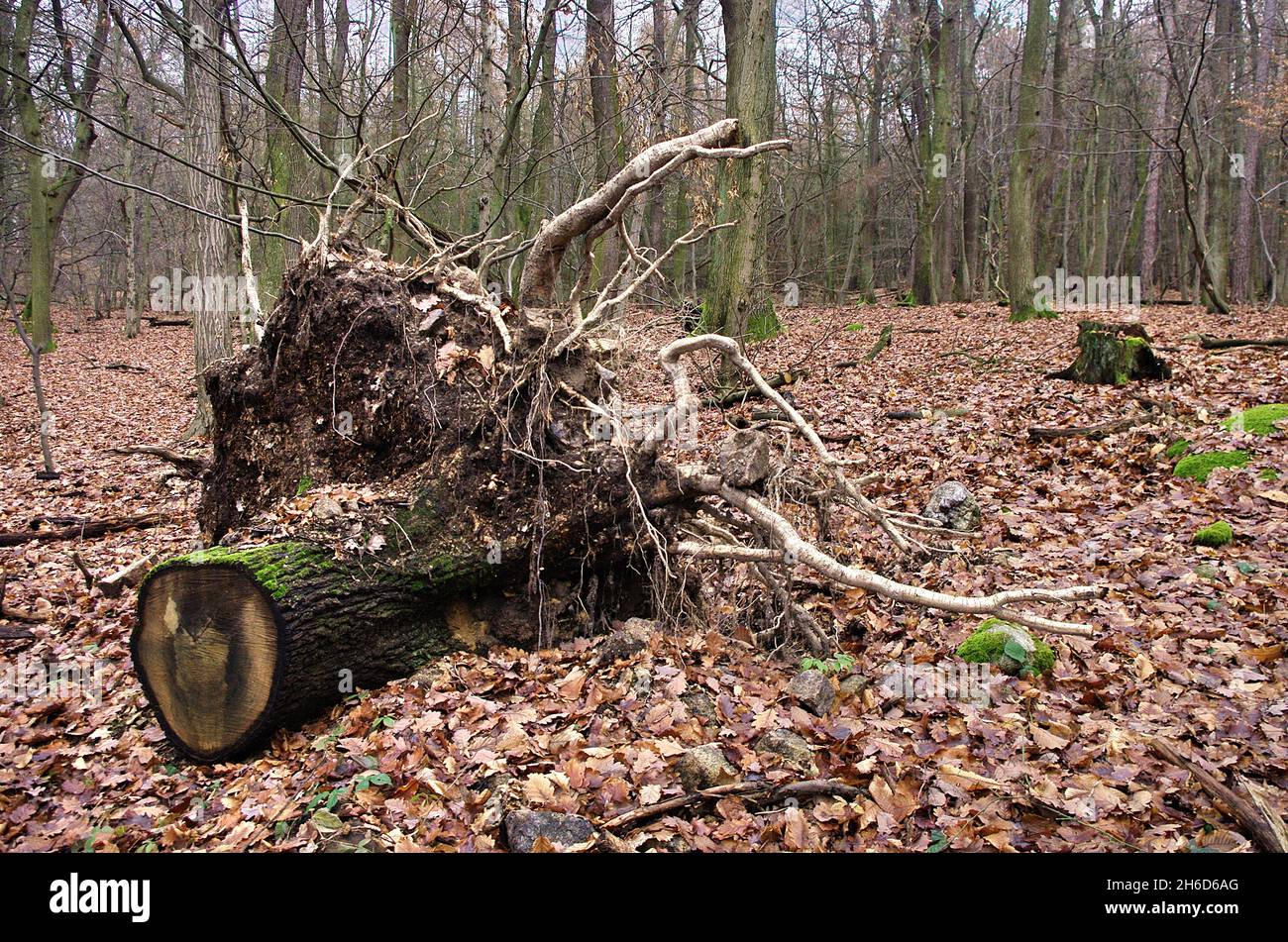 Muschio verde che cresce su un tronco con radice, e lascia intorno. Stagione autunnale. Vibes autunnali. Muschio su un ceppo di albero. Bella foresta nella natura. Foto Stock