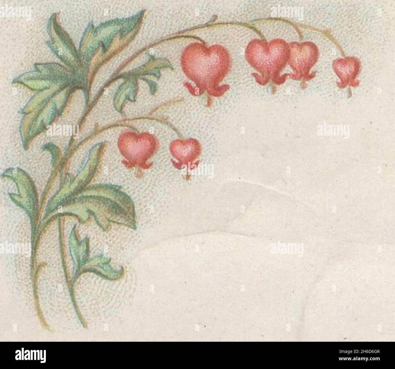 Antiche opere grafiche del XIX secolo di artisti sconosciuti. Bellissimo mazzo di fiori rossi selvatici. Foto Stock