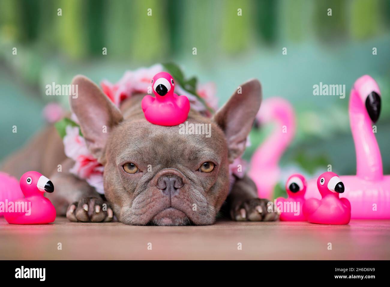 Cane Bulldog francese con ghirlande di fiori tropicali e fenicotteri giocattolo di gomma davanti a sfondo verde Foto Stock