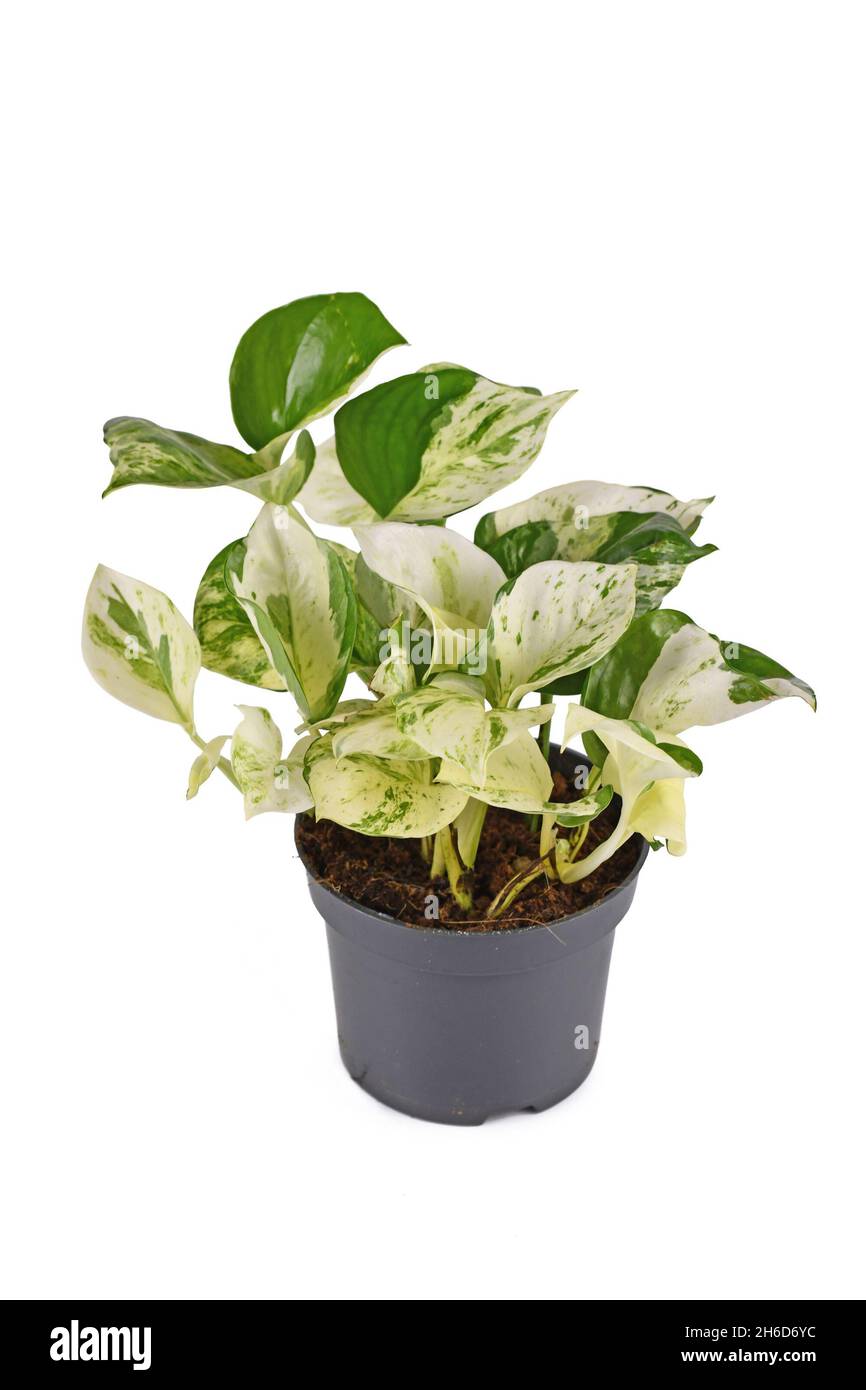 Crema bianca e verde Manjula 'pothos hos houseplant in vaso di fiori su sfondo bianco Foto Stock