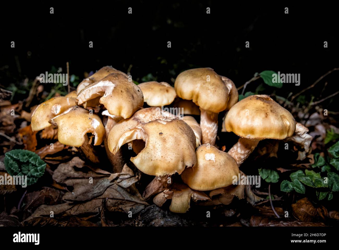 Grandi funghi marroni fotografati di notte in un giardino inglese nel tardo autunno a inizio inverno con danni da essere mangiato da brocche Foto Stock
