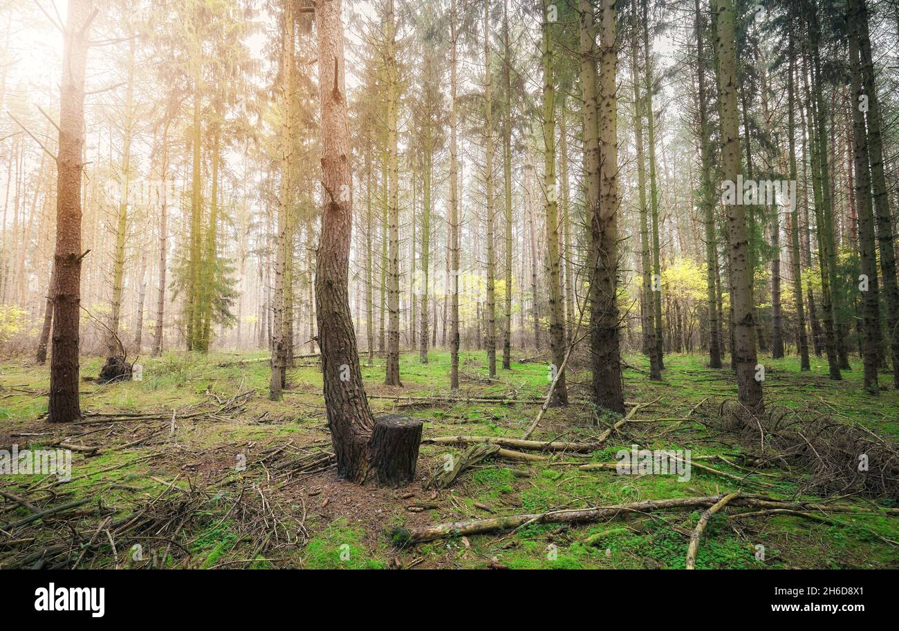 Immagine di un bosco profondo in autunno. Foto Stock