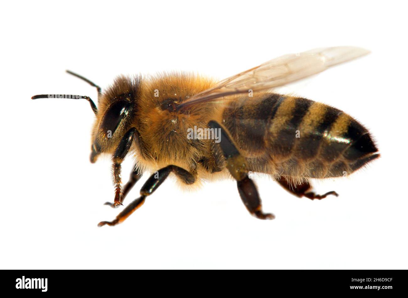 Particolare di ape o di ape in latino Apis mellifera, europeo o occidentale ape miele isolato su sfondo bianco Foto Stock