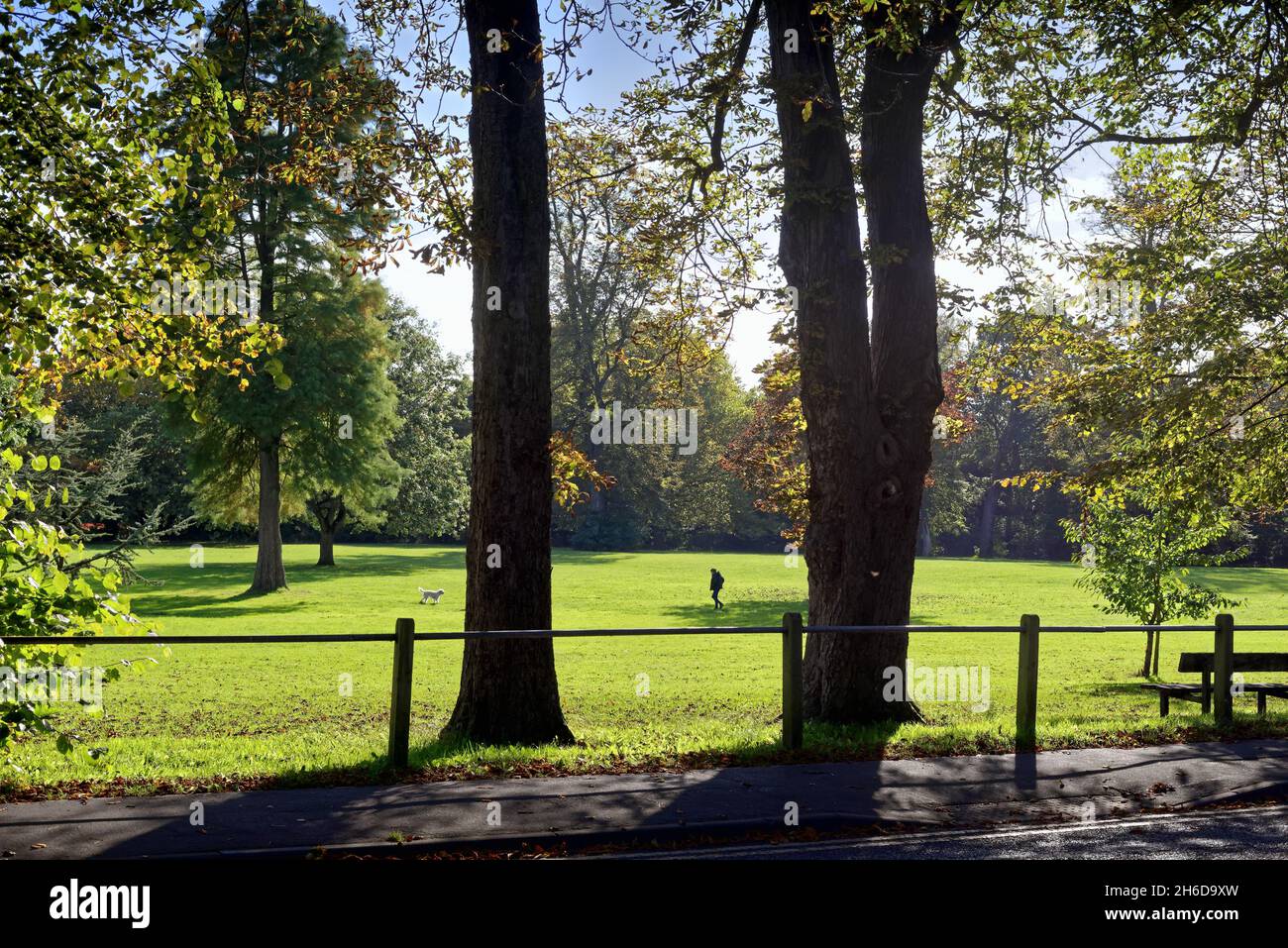 Lone persona che cammina il loro cane in parco in un giorno autunnale soleggiato Shepperton Surrey Inghilterra Regno Unito Foto Stock