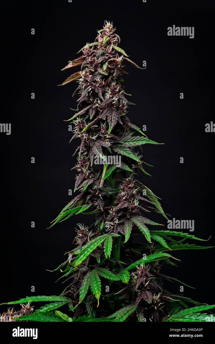 Primo piano macro di germoglio superiore di pianta di cannabis pronta per la raccolta. Su sfondo nero. Rosso automatico ceppo moderno. Foto Stock