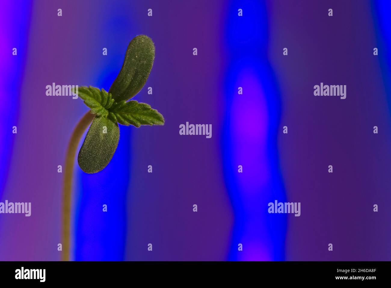 Macro di quattro foglie germogliano di pianta di cannabis su sfondo blu con spazio copia Foto Stock