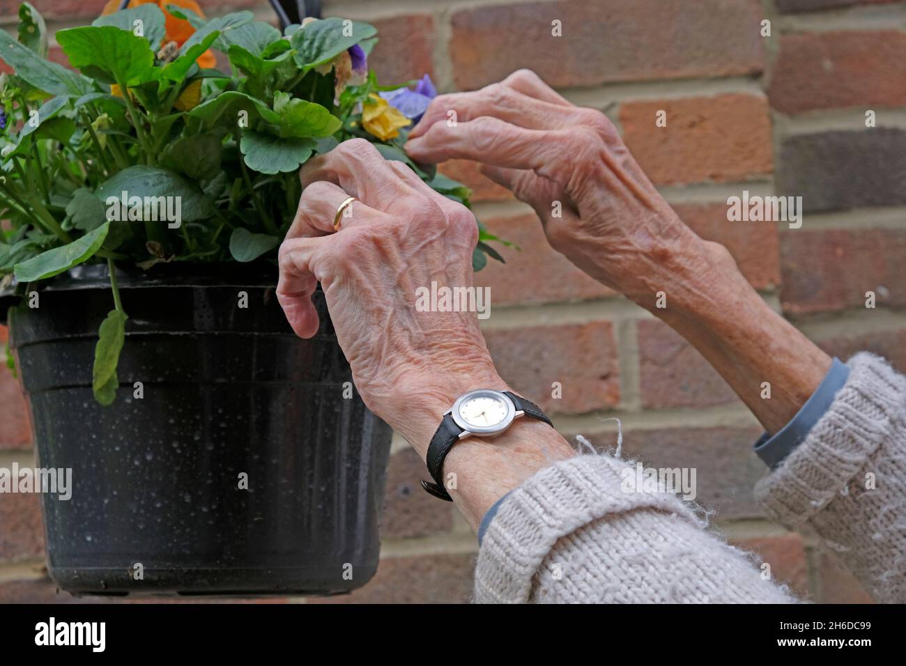 il giardinaggio delle mani anziane in un cestino appeso Foto Stock