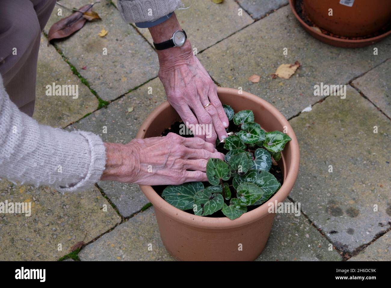 Mani di una donna anziana giardinaggio con una pentola pianta su un patio Foto Stock