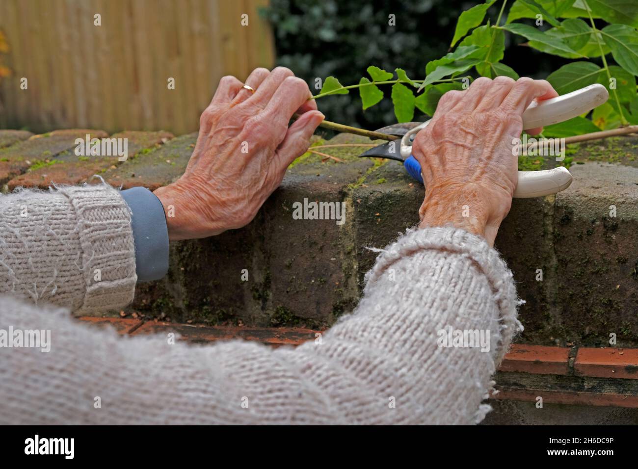 Mani di una signora anziana usando i secateurs Foto Stock