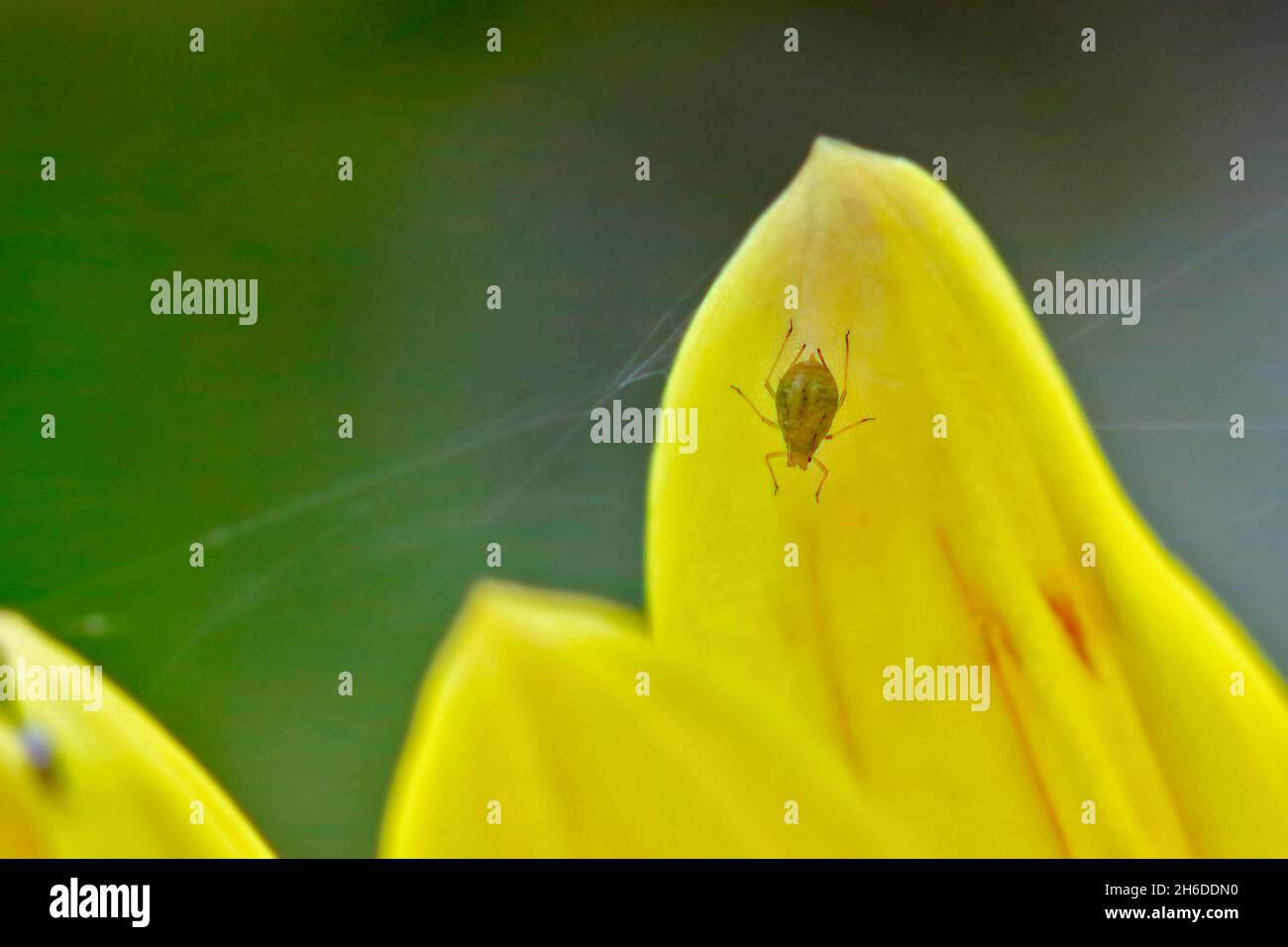 georgina (Dahlia hortensis, Dahlia x hortensis), vola verde su un petalo di fiori Foto Stock