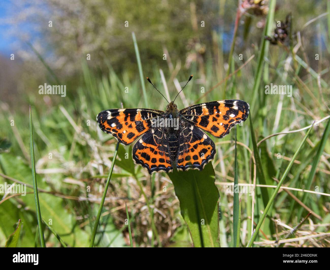 mappa farfalla, forma primaverile (Araschnia levana F. levana), seduta su una foglia di erba, vista dall'alto, Germania Foto Stock