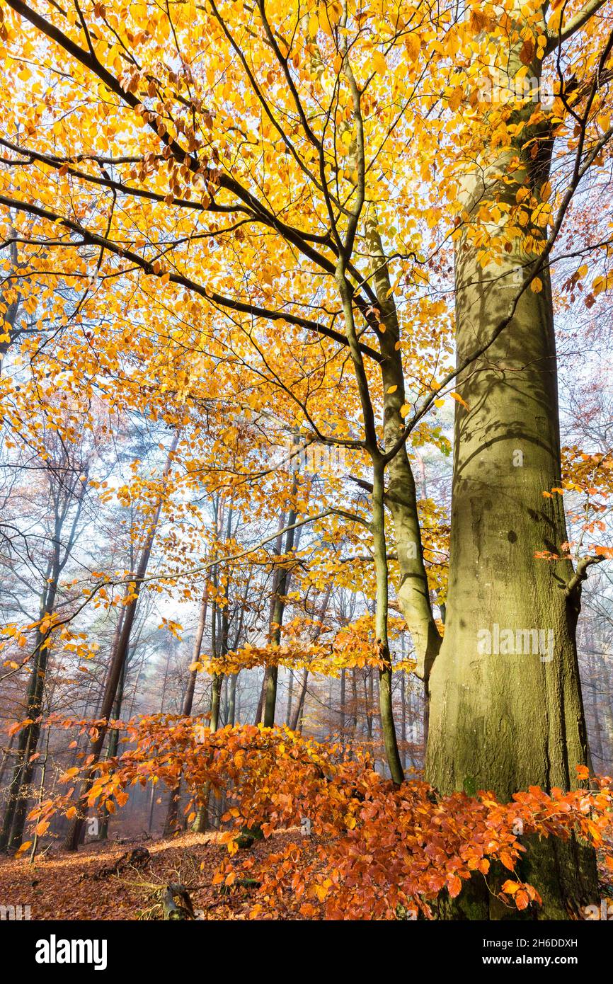 Faggio comune (Fagus sylvatica), faggio con colori autunnali, albero dell'anno 2022, Germania, Odenwald, Naturpark Neckartal Foto Stock