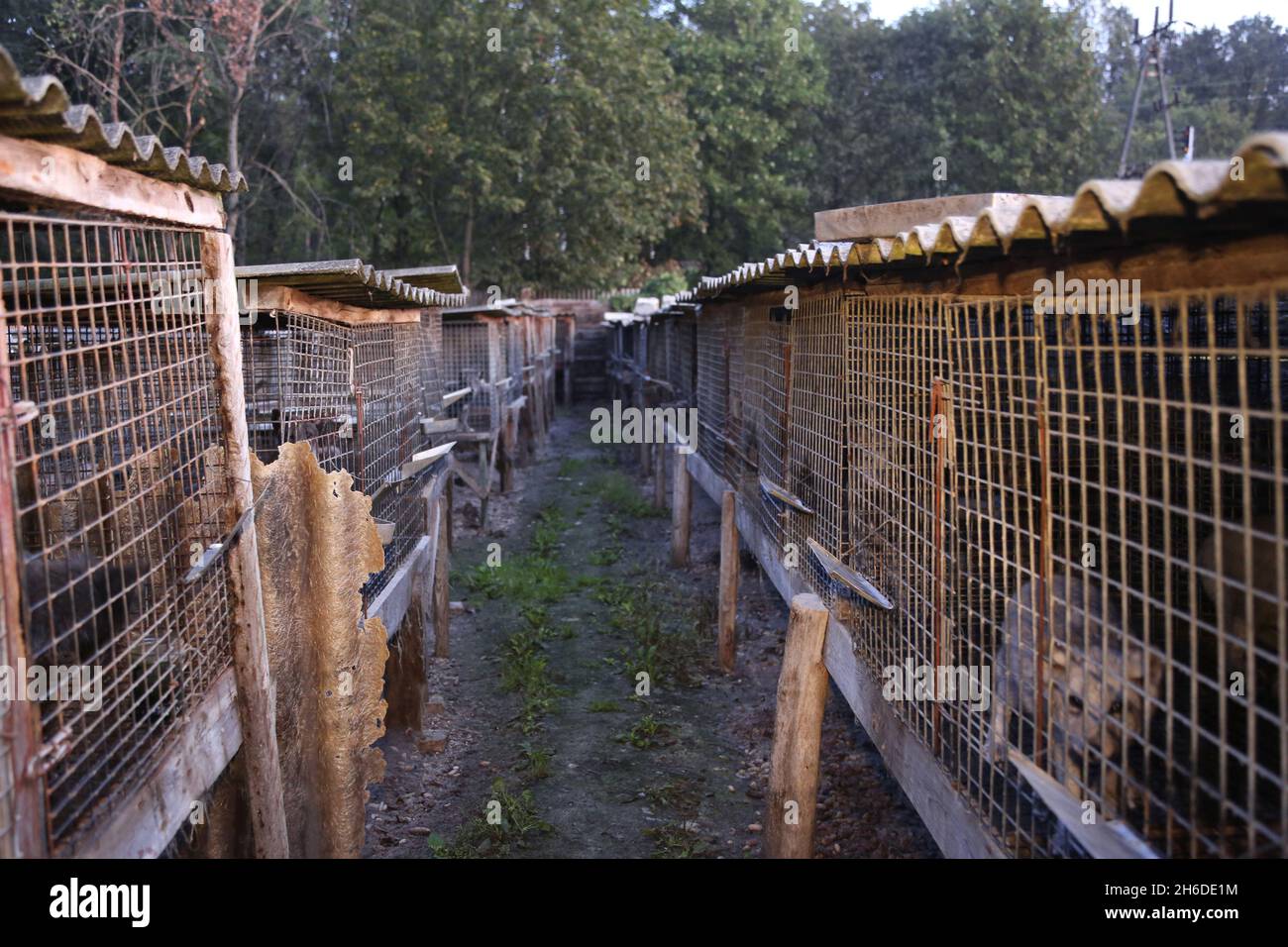Volpe rossa (Vulpes vulpes), gabbie con volpi in un allevamento di pellicce, Polonia Foto Stock