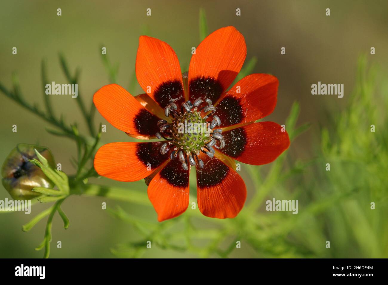 Estate fagiani-occhio, estate Adonis (Adonis aestivalis), fiore, Germania Foto Stock