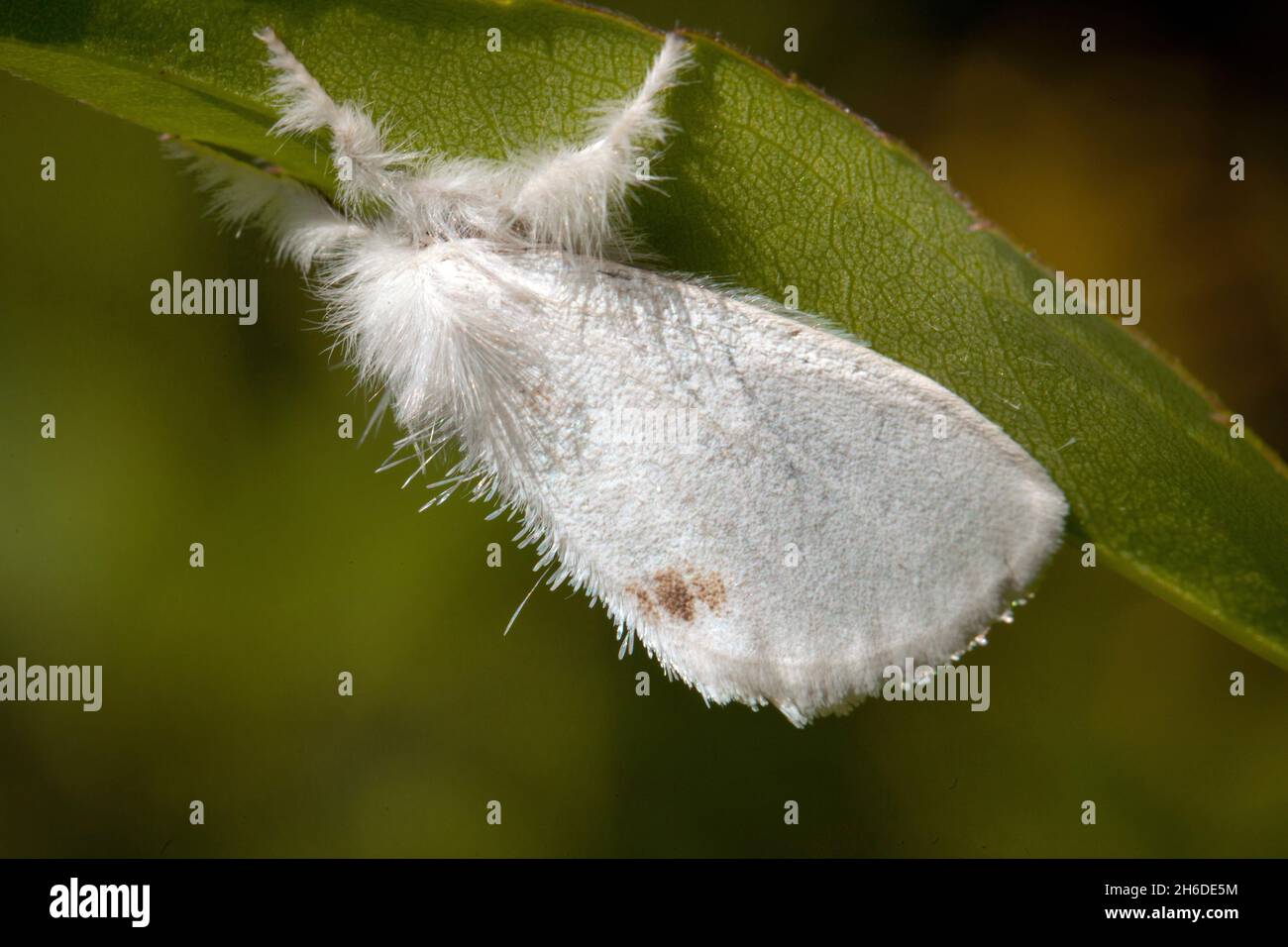 Coda gialla, coda d'oro (Euproctis similis, Porthesia similis, Sphrageidus similis), seduta a testa alta su una lama d'erba, vista laterale, Germania Foto Stock