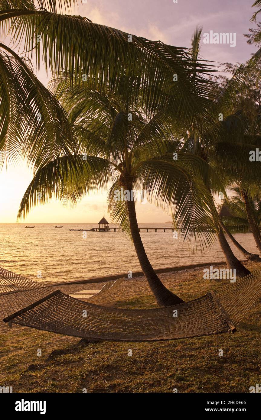 Amaca sulla spiaggia di palme, capanna di palafitta sullo sfondo, Polinesia Francese, Rangiroa Foto Stock