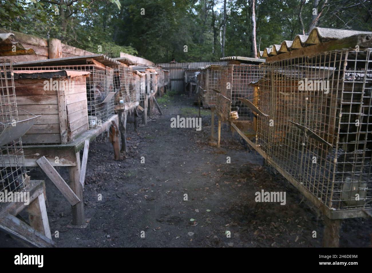 Volpe rossa (Vulpes vulpes), gabbie in un allevamento di pellicce, Polonia Foto Stock