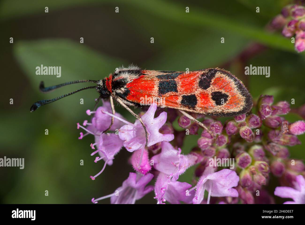 Wauspious Burnett Moth (Zygaena fausta, Zygaena faustina), seduta su fiore lilla, vista laterale, Germania Foto Stock